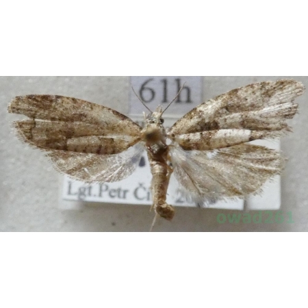 Cnephasia stephensiana (Doubleday, 1849) Czech61h